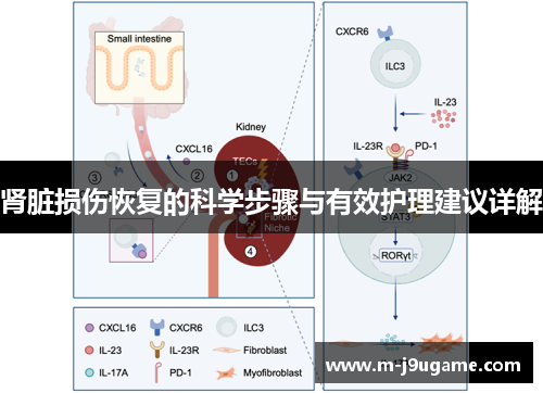肾脏损伤恢复的科学步骤与有效护理建议详解